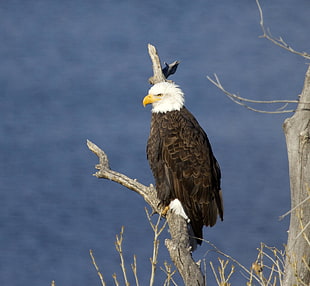 photo of Bald Eagle on tree branch during daytime