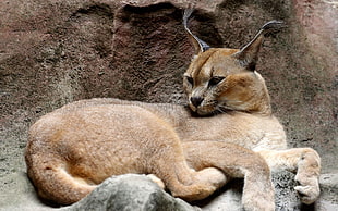brown Lynx laying near rock formation