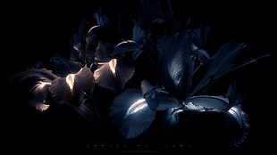 blue petal flowers, neon, flowers, black, digital art
