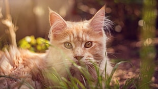 orange cat on green grass lawn HD wallpaper
