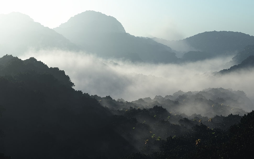 forest covered with fogs at daytime, forest, mountains, nature HD wallpaper