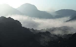 forest covered with fogs at daytime, forest, mountains, nature