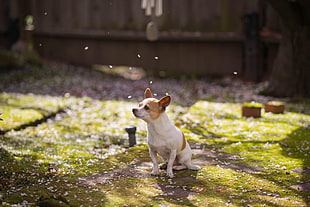 short-coated tan dog, animals, dog, Jack Russell Terrier, depth of field HD wallpaper