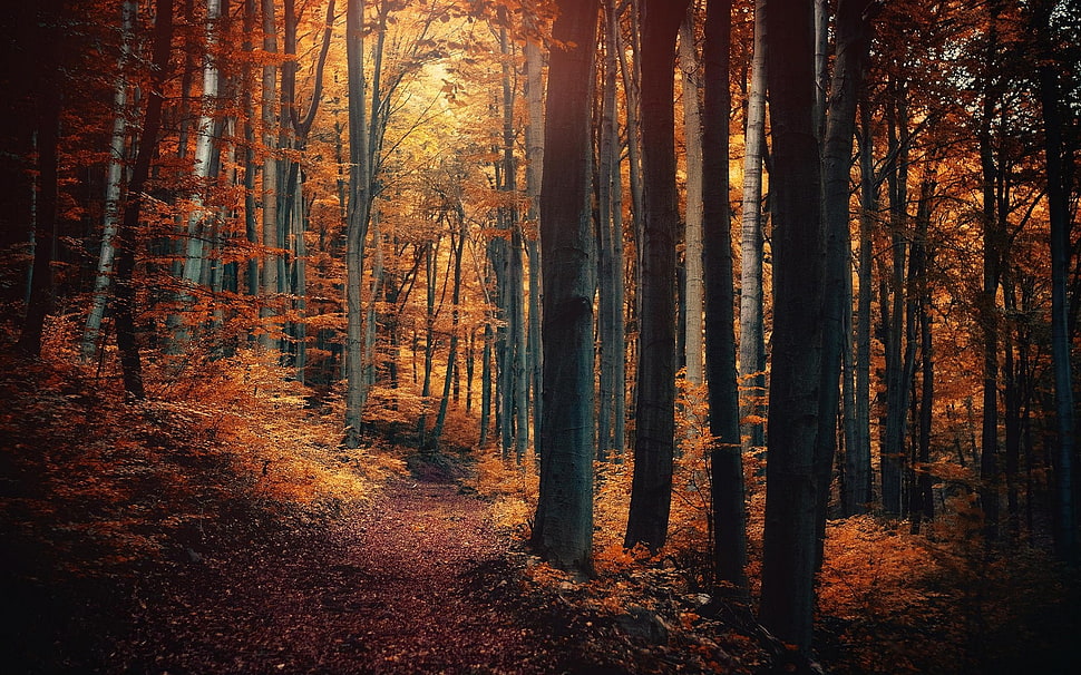 brown leaf trees, nature, forest, path, fall HD wallpaper