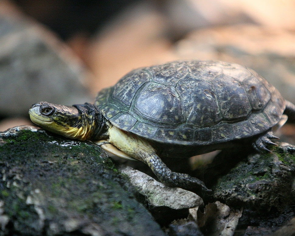 black turtle on black rock HD wallpaper