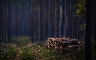 pile of brown tree logs, dark, wood, forest, trees