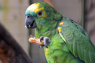 green and yellow parrot eating a brown peanut