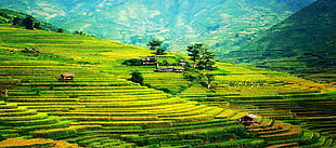 rice terraces, nature, landscape, farm, rice paddy HD wallpaper