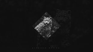 grayscale leopard, snow leopards, big cats, minimalism, simple