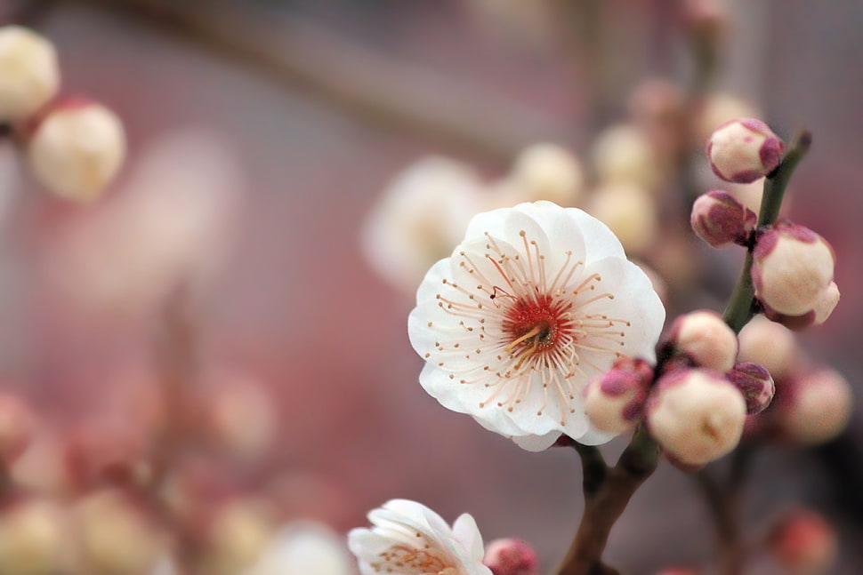 macro photography of white Cherry Blossom flower HD wallpaper