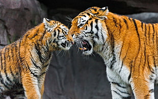 two bengal tigers