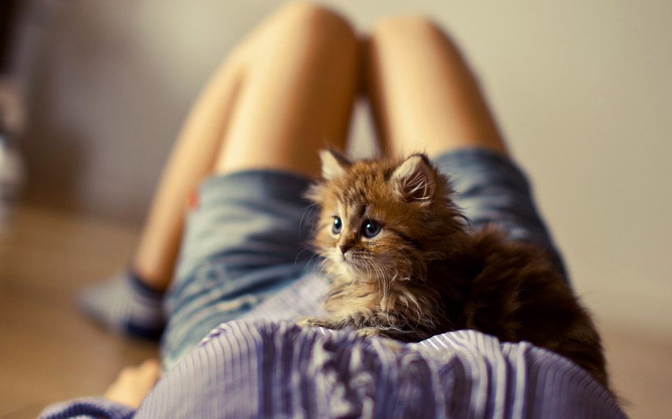 brown kitten on woman's purple shirt HD wallpaper