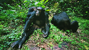 three black monkey in forest HD wallpaper