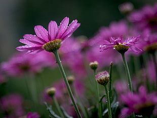 purple petaled flower close-up phoot