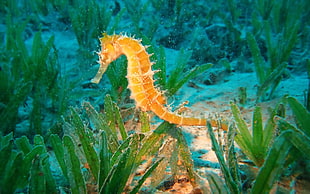 yellow seahorse over the green sea plants