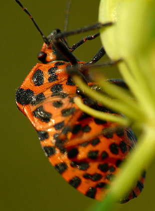 black and orange insect close-up photo HD wallpaper