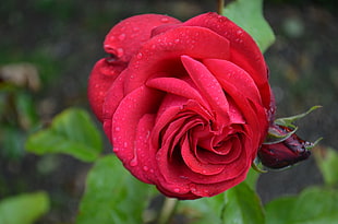 red rose, nature, flowers, rose