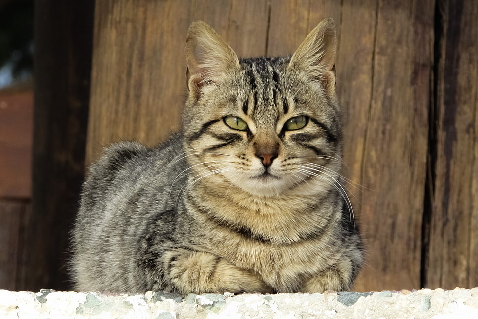 closeup photo of brown tabby cat HD wallpaper