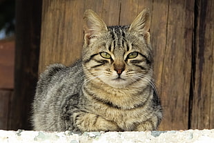 closeup photo of brown tabby cat