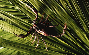 Scorpion a green leaves