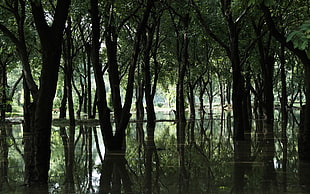 photo of trees in body of water during daytime