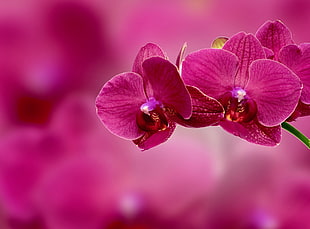 pink flowers, Orchid, Flower, Petals