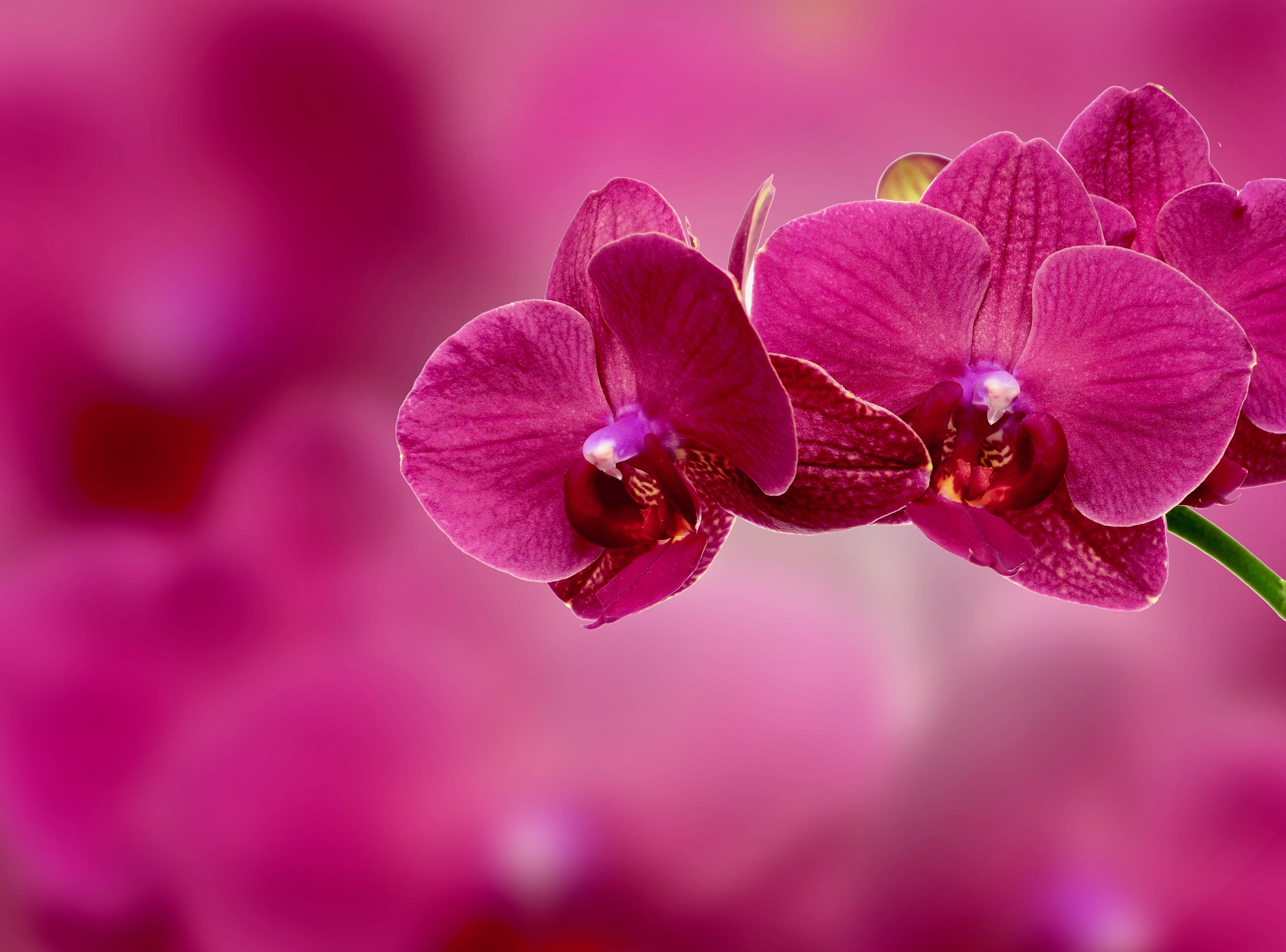 Details 81+ pink orchid wallpaper - 3tdesign.edu.vn