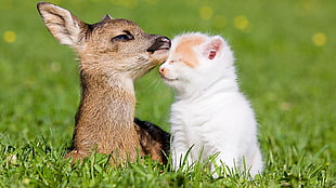 Deer and kitten on green grass field