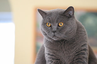 gray fur tabby cat HD wallpaper