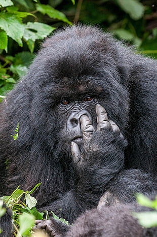 black gorilla, nature, animals, humor, winner HD wallpaper
