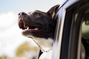 black and white coated dog on car window during daytime HD wallpaper