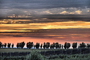 landscape photography of trees during sunset, poplar trees, kent