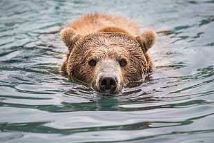 Grizzly Bear swimming on water HD wallpaper