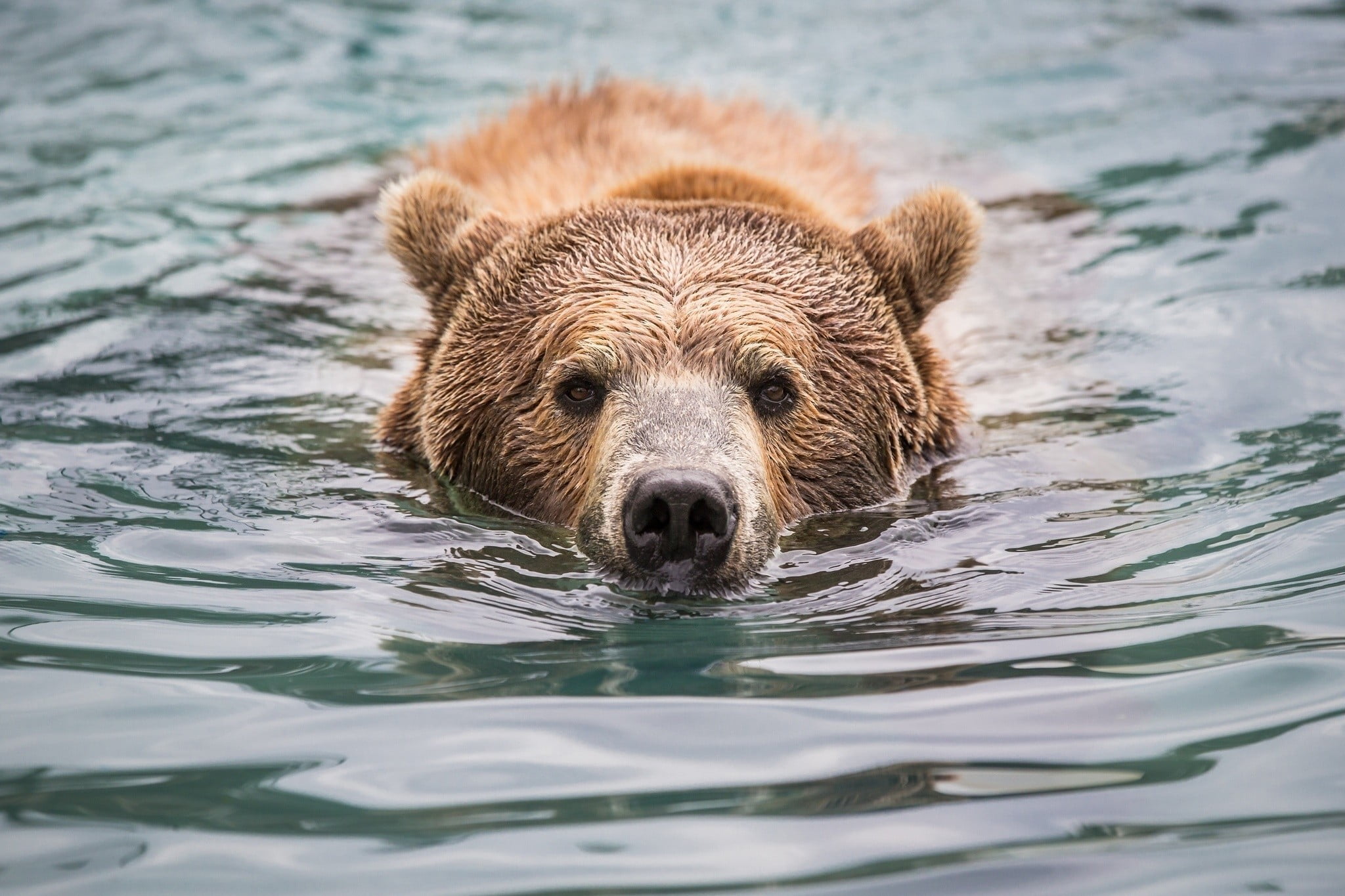 Grizzly Bears Can Swim