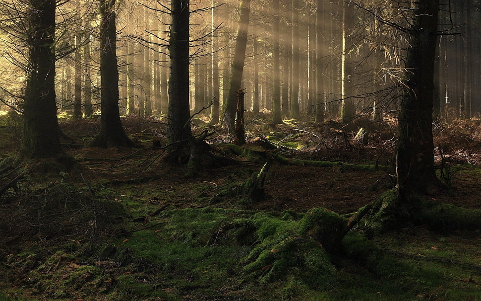 bare trees wallpaper, nature, forest, trees HD wallpaper