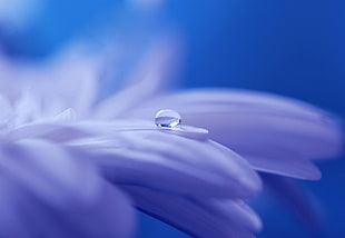 selective focus photography of dew drop on white petaled flower