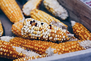 assorted corn cobs, Corn, Cobs, Vegetables