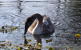 female mallard duck on body of water