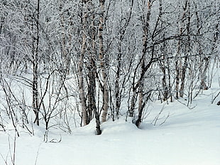Snowy Forest HD wallpaper