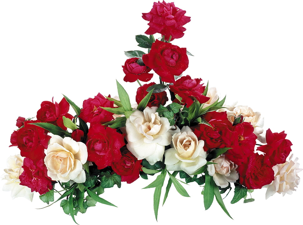 white and red rose flowers on white surface HD wallpaper