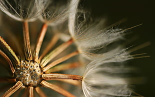 shallow focus of dandelion flower
