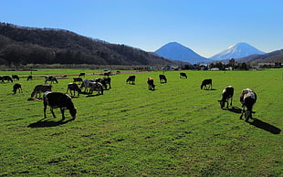 herd of cow, cow, field, animals HD wallpaper