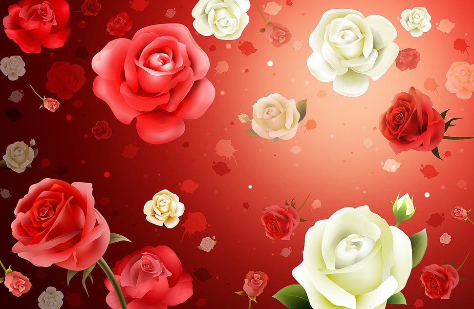 red and white roses illustration HD wallpaper