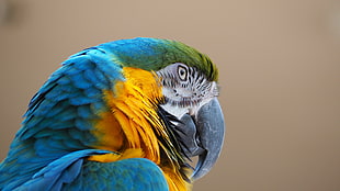 Scarlet Macaw HD wallpaper
