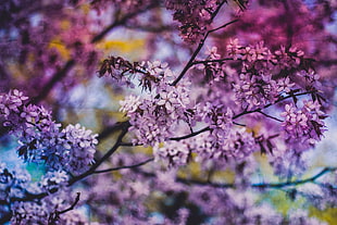 purple leaf tree HD wallpaper