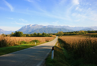 concrete roadway, road, mountains, nature, field