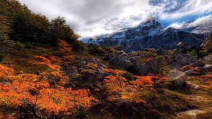 orange-leafed trees, nature, mountains, outdoors, landscape