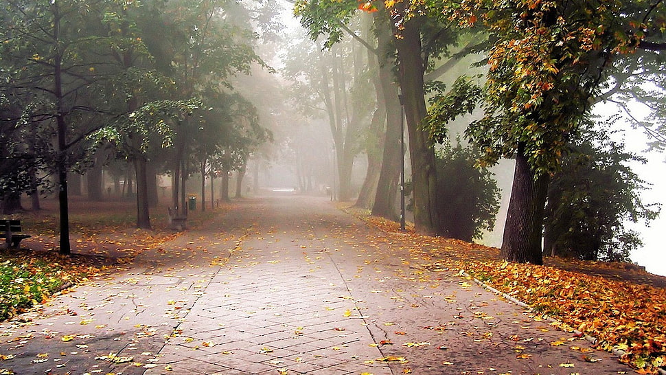 gray concrete pavement, park, mist, trees HD wallpaper