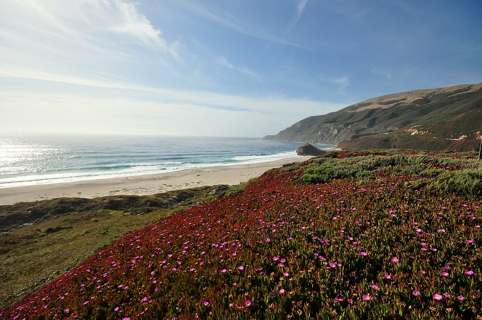 pink flower field near beach and mountain at daytime, big sur HD wallpaper
