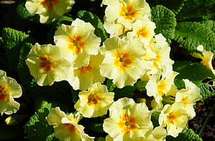 yellow-and-orange petal flowers